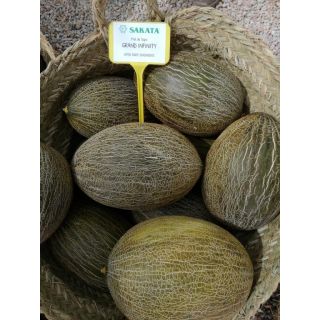 Compra MELÓN GRAND INFINITY F1 (1000 Semillas). en la tienda online Fito Agrícola