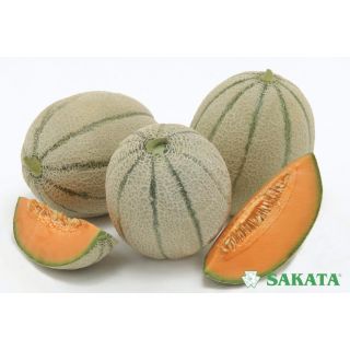 Compra MELÓN PISTOLERO F1 (1.000 Semillas). en la tienda online Fito Agrícola