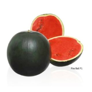 Compra SANDÍA FIRE BALL F1 (1.000 Semillas). en la tienda online Fito Agrícola