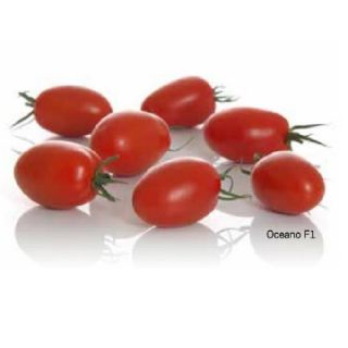 Compra TOMATE OCEANO F1 (1.000 Semillas). en la tienda online Fito Agrícola