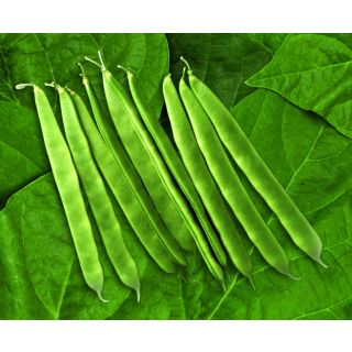 Compra JUDÍA KYLIE (5.000 Semillas). en la tienda online Fito Agrícola