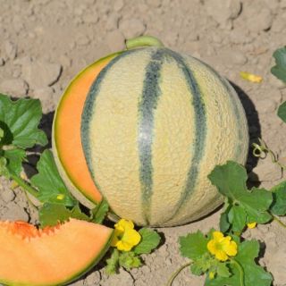 Compra MELÓN BELHARRA RZ F1 Precisión (1.000 Semillas). en la tienda online Fito Agrícola