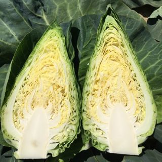 Compra COL LINCMA RZ F1 Precisión (2.500 Semillas). en la tienda online Fito Agrícola