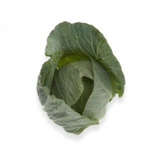 Compra COL MULTIMA RZ F1 Precisión (2.500 Semillas). en la tienda online Fito Agrícola