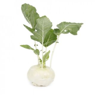 Compra COLIRRÁBANO BEAS RZ F1 Precisión (2.500 Semillas) en la tienda online Fito Agrícola