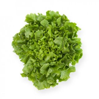 Compra ESCAROLA KETHEL RZ Pildorada (5.000 Semillas). en la tienda online Fito Agrícola