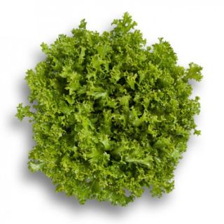 Compra ESCAROLA AVRAL RZ Pildorada (5.000 Semillas). en la tienda online Fito Agrícola