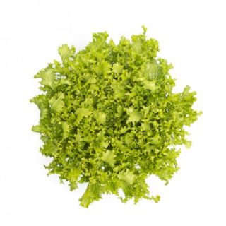 Compra ESCAROLA TIMEHAL RZ Pildorada (5.000 Semillas). en la tienda online Fito Agrícola