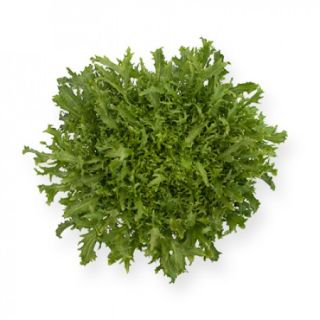 Compra ESCAROLA GALANTI RZ Pildorada (5.000 Semillas). en la tienda online Fito Agrícola