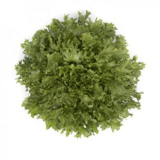 Compra ESCAROLA KATIRI RZ Pildorada (5.000 Semillas). en la tienda online Fito Agrícola