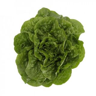 Compra LECHUGA ONETTI RZ Pildorada (5.000 Semillas). en la tienda online Fito Agrícola