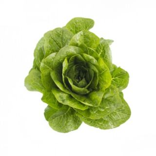 Compra LECHUGA MADELONA RZ Pildorada (5.000 Semillas). en la tienda online Fito Agrícola