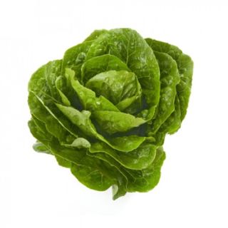 Compra LECHUGA LUCIUS RZ Pildorada (5.000 Semillas). en la tienda online Fito Agrícola