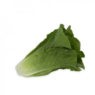 Compra LECHUGA GALLEGOS RZ Pildorada (5.000 Semillas). en la tienda online Fito Agrícola