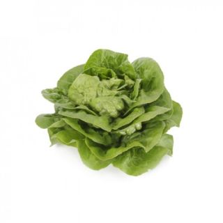 Compra LECHUGA BENIEL RZ Pildorada (5.000 Semillas). en la tienda online Fito Agrícola