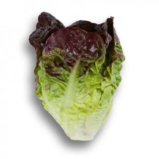 Compra LECHUGA ROSAINE RZ Pildorada (5.000 Semillas). en la tienda online Fito Agrícola