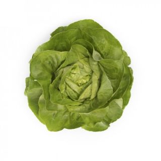 Compra LECHUGA ULMO RZ Pildorada (5.000 Semillas). en la tienda online Fito Agrícola