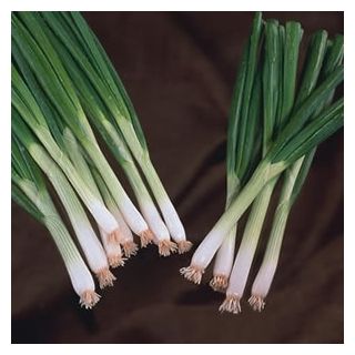 Compra CEBOLLA EIFFEL F1 (100.000 Semillas) en la tienda online Fito Agrícola