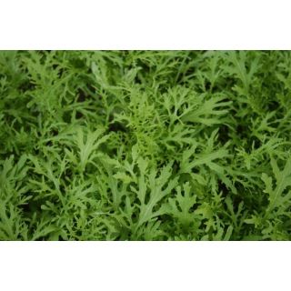 Compra MOSTAZA GOLDEN STREAKS BABY LEAF (100.000 Semillas) en la tienda online Fito Agrícola