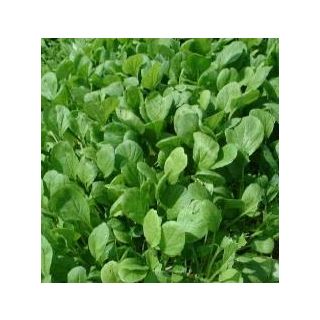 Compra MOSTAZA KOMATSUNA TSX813 F1 Sin Tratar (100.000 Semillas) en la tienda online Fito Agrícola