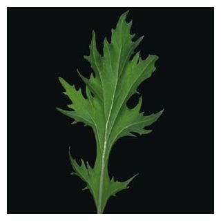 Compra MIZUNA GREENS KYOTO (100.000 Semillas) en la tienda online Fito Agrícola