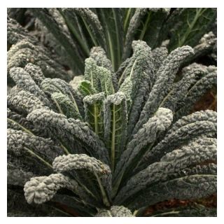 Compra COL KALE BLACK MAGIC Sin Tratar (10.000 Semillas) en la tienda online Fito Agrícola