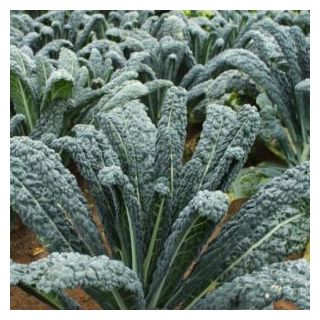 Compra COL KALE RAVEN F1 Sin Tratar (10.000 Semillas) en la tienda online Fito Agrícola