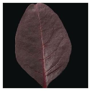 Compra AMARANTO GARNET RED (100.000 Semillas) en la tienda online Fito Agrícola