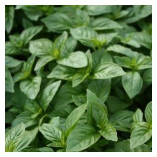 Compra ALBAHACA BRITISH Sin Tratar (10.000 Semillas) en la tienda online Fito Agrícola