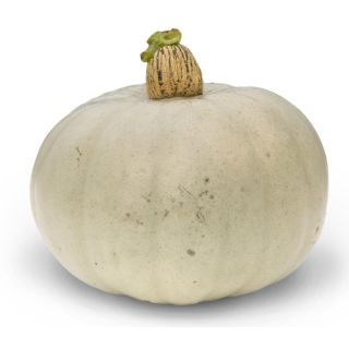 Compra CALABAZA CROWN PRINCE F1 (1000 Semillas) en la tienda online Fito Agrícola