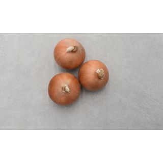 Compra CEBOLLA STINGRAY F-1 Precisión (250.000 Semillas) en la tienda online Fito Agrícola