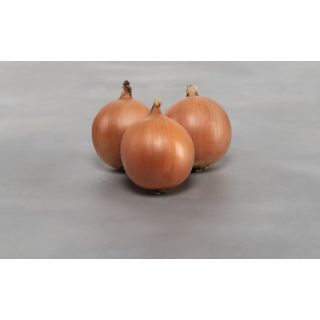 Compra CEBOLLA PANTANO F-1 Precisión (250.000 Semillas) en la tienda online Fito Agrícola