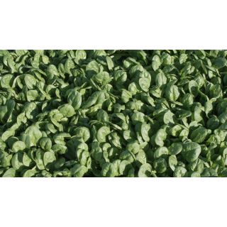 Compra ESPINACA REGOR F1 BABY LEAF (1.000.000 Semillas) en la tienda online Fito Agrícola