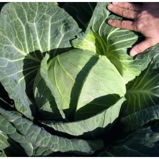 Compra COL BENELLI F-1 Precisión (10.000 Semillas) en la tienda online Fito Agrícola