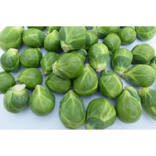 Compra COL DE BRUSELAS ATTIS F-1 Precisión (10.000 Semillas) en la tienda online Fito Agrícola