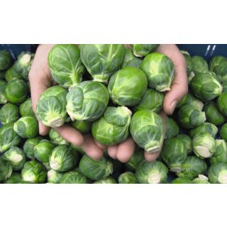 Compra COL DE BRUSELAS DIVINO F-1 Precisión (10.000 Semillas) en la tienda online Fito Agrícola