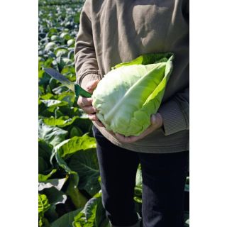 Compra COL MURDOC F-1 Precisión (10.000 Semillas) en la tienda online Fito Agrícola