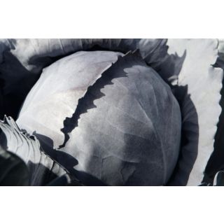 Compra COL LOMBARDA BANDOLERO F-1 Precisión (10.000 Semillas) en la tienda online Fito Agrícola