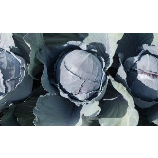 Compra COL LOMBARDA DAVARO F-1 Precisión (10.000 Semillas) en la tienda online Fito Agrícola