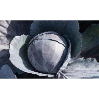 Compra COL LOMBARDA OMERO F-1 Precisión (10.000 Semillas) en la tienda online Fito Agrícola