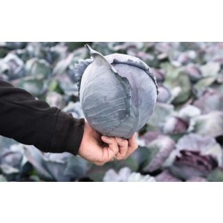 Compra COL LOMBARDA PEDRO F-1 Precisión (10.000 Semillas) en la tienda online Fito Agrícola