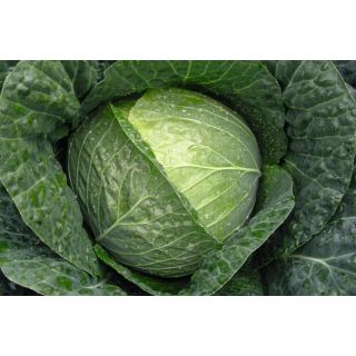 Compra COL STANTON F-1 Precisión (10.000 Semillas) en la tienda online Fito Agrícola