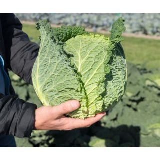 Compra COL MARIPOSA F-1 Precisión (10.000 Semillas) en la tienda online Fito Agrícola