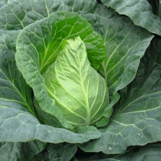 Compra COL FADO F-1 Precisión (10.000 Semillas) en la tienda online Fito Agrícola