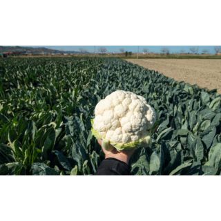Compra COLIFLOR LOCARNO F-1 Precisión (2.500 Semillas) en la tienda online Fito Agrícola