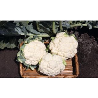 Compra COLIFLOR CANIEGO F-1 Precisión (2.500 Semillas) en la tienda online Fito Agrícola