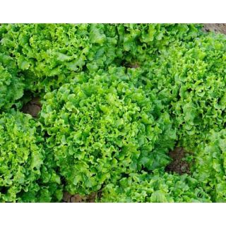 Compra LECHUGA QUIONE Píldora Sphera (5.000 Semillas) en la tienda online Fito Agrícola