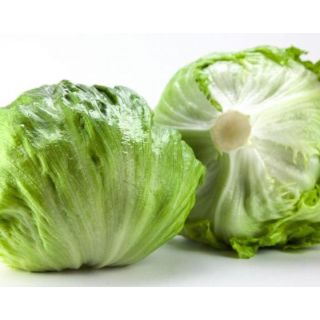 Compra LECHUGA PURSUIT Píldora Sphera (25.000 Semillas) en la tienda online Fito Agrícola