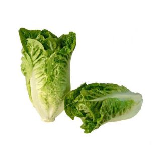 Compra LECHUGA BAMBERA Píldora Sphera (25.000 Semillas) en la tienda online Fito Agrícola