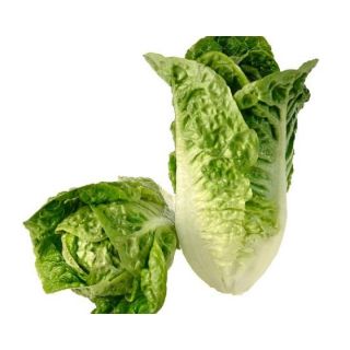 Compra LECHUGA KUDURO Píldora Sphera (25.000 Semillas) en la tienda online Fito Agrícola